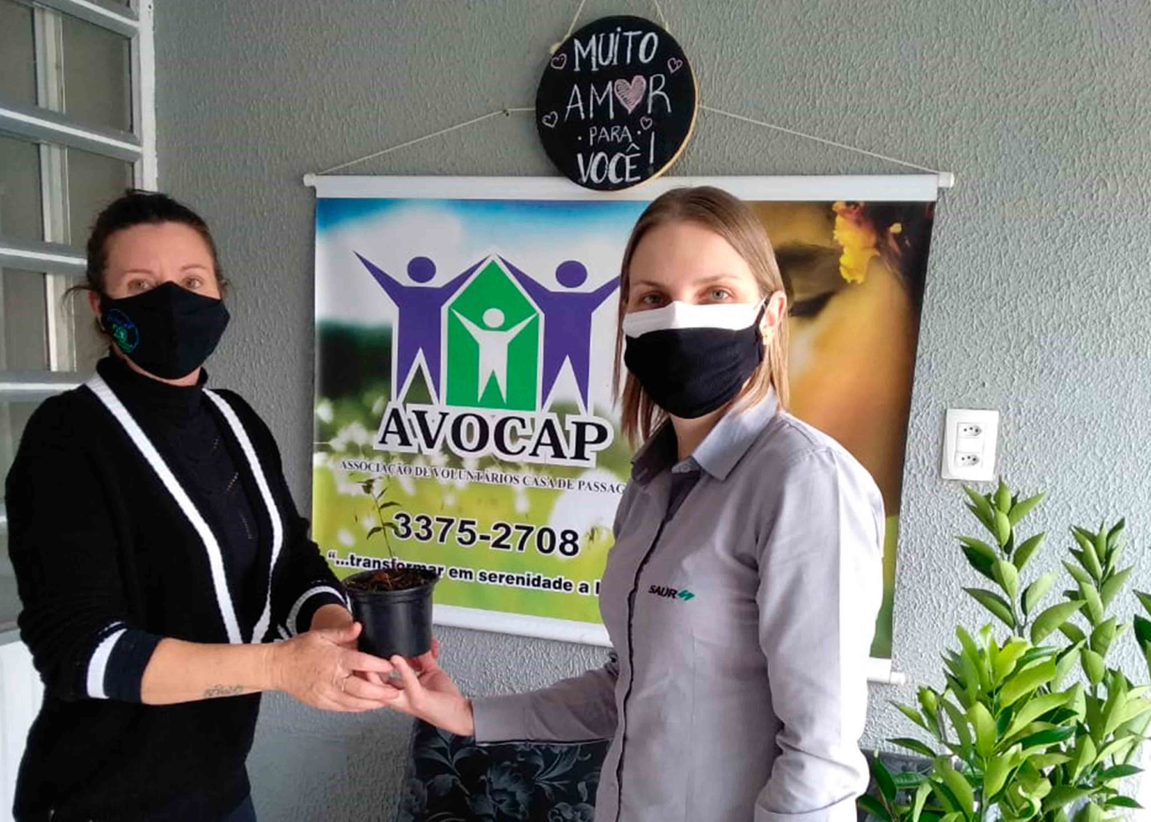 plantio-avocap